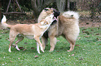 spielende Hunde