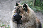 Eurasier Portrait