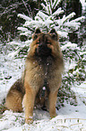 Eurasier