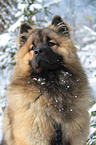 Eurasier Portrait