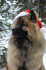 Eurasier Portrait