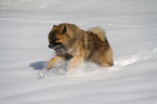 rennender Eurasier