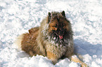 Eurasier