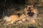 liegender Eurasier