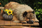 liegender Eurasier