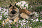 liegender Eurasier