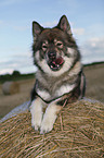 liegender Eurasier