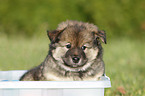 Eurasier Welpe