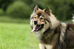 Eurasier Portrait