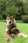 sitzender Eurasier