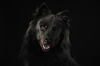 Eurasier Kopf