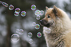 Eurasier Portrait