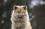 Eurasier Portrait