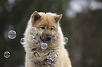 Eurasier Portrait