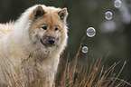 Eurasier Portrait