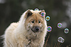 Eurasier Portrait