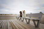 Eurasier mit Australian Shepherd
