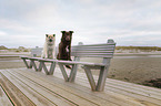 Eurasier mit Australian Shepherd