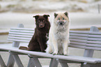 Eurasier mit Australian Shepherd