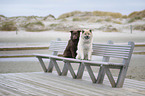 Eurasier mit Australian Shepherd