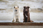 Eurasier mit Australian Shepherd