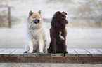 Eurasier mit Australian Shepherd