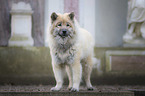 stehender Eurasier