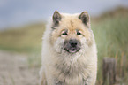Eurasier Portrait