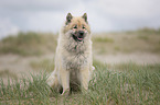 sitzender Eurasier