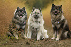 3 Eurasier