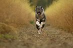 rennender Eurasier