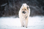 Eurasier im Schnee