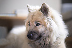 Eurasier in der Wohnung