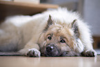 Eurasier in der Wohnung