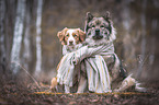 Eurasier und Toller