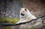 liegender Eurasier