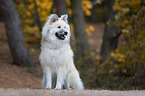 sitzender Eurasier