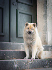 sitzender Eurasier