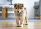 Eurasier Welpe