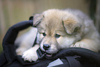 Eurasier Welpe