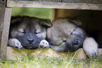 2 Eurasier Welpen