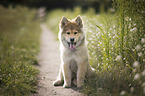 junger Eurasier