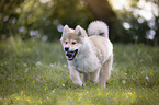 junger Eurasier