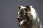 ausgewachsener Eurasier