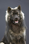 ausgewachsener Eurasier