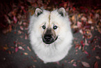 Eurasier