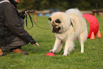 Eurasier