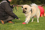 Eurasier