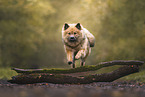 Eurasier