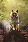 Eurasier